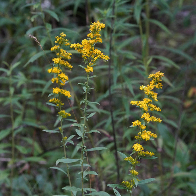 Gray Goldenrod (S. nemoralis)