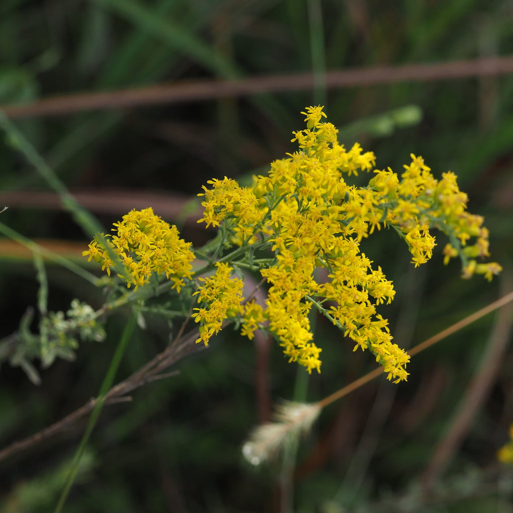 Gray Goldenrod (S. nemoralis)