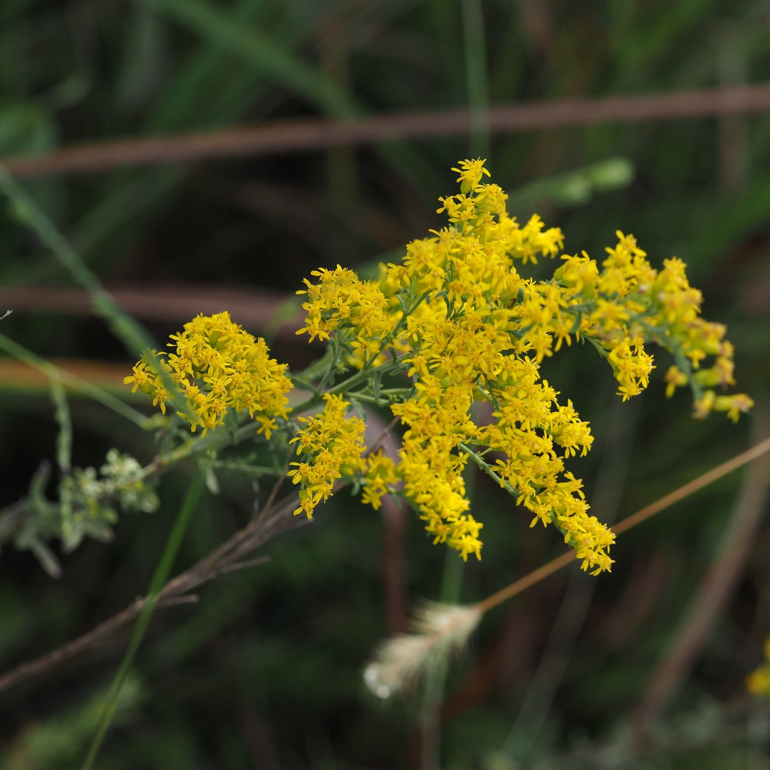 Gray Goldenrod (S. nemoralis)