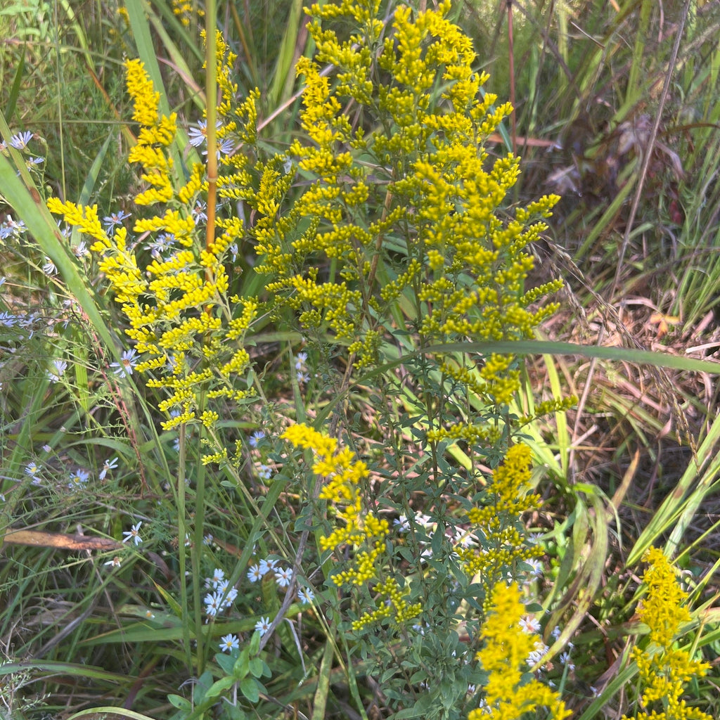 Gray Goldenrod (S. nemoralis)