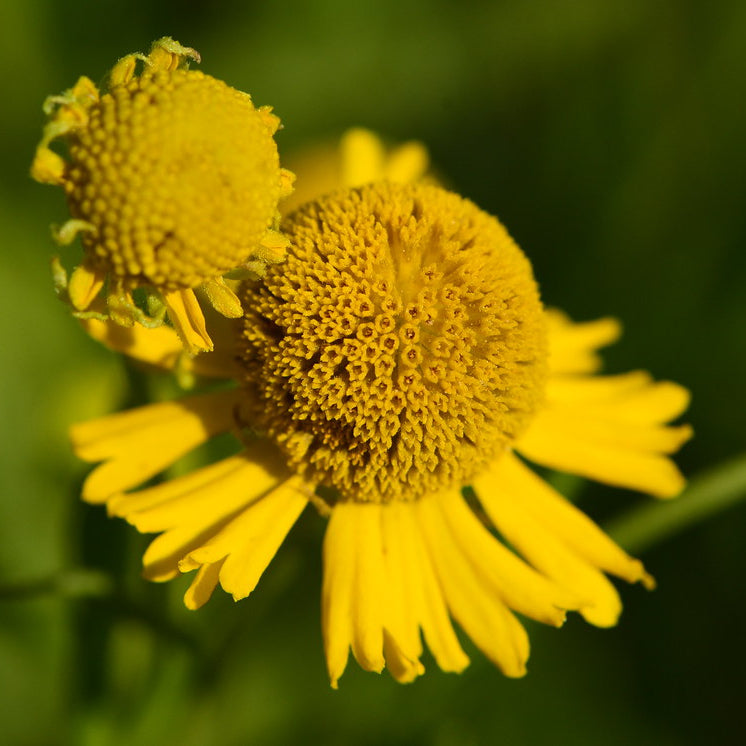 Helen's Flower— 1 Quart