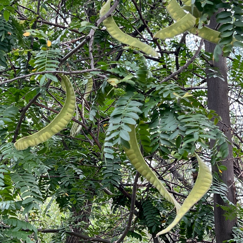 Thornless Honey Locust Seedlings— NJ Harvested