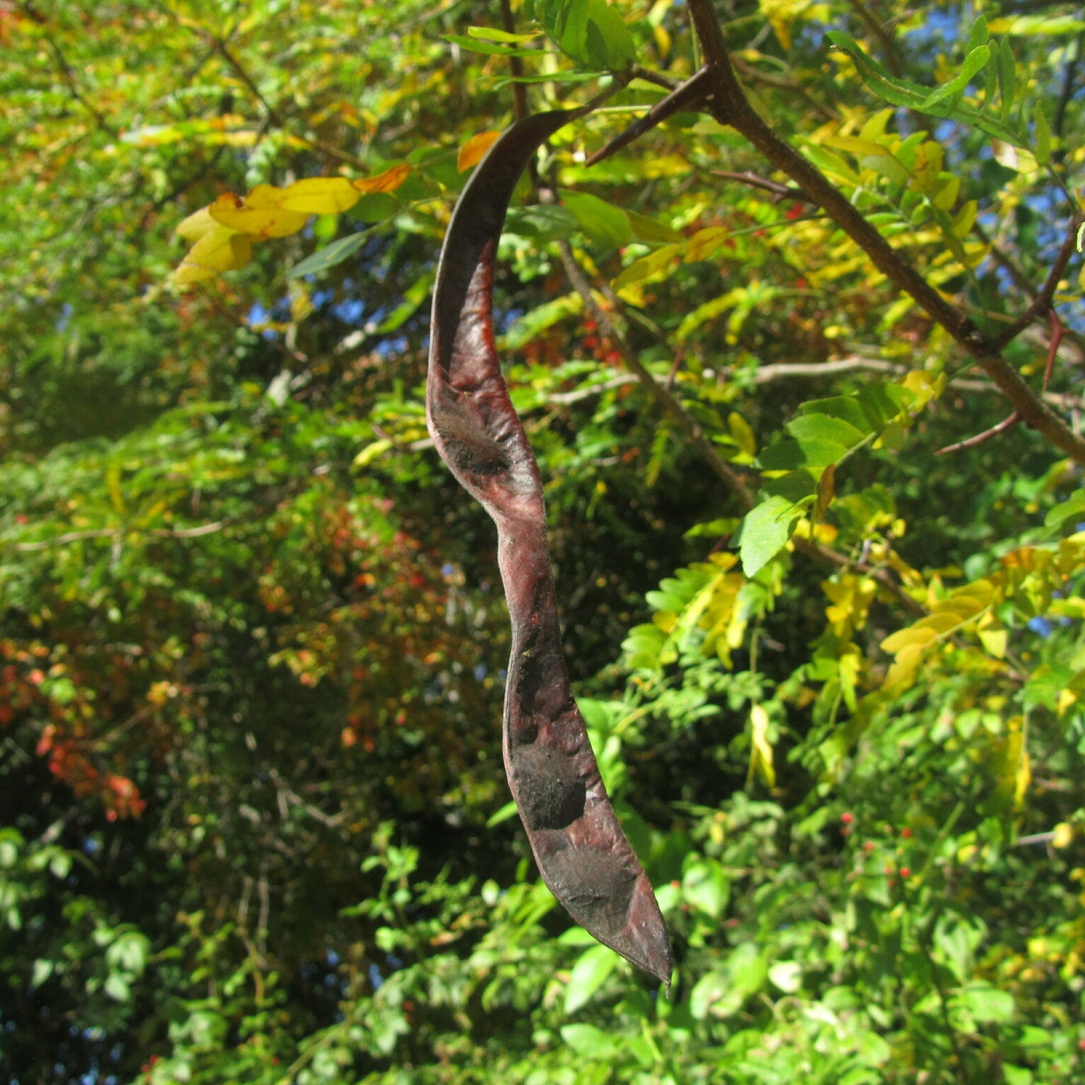 Thornless Honey Locust Seedlings— NJ Harvested