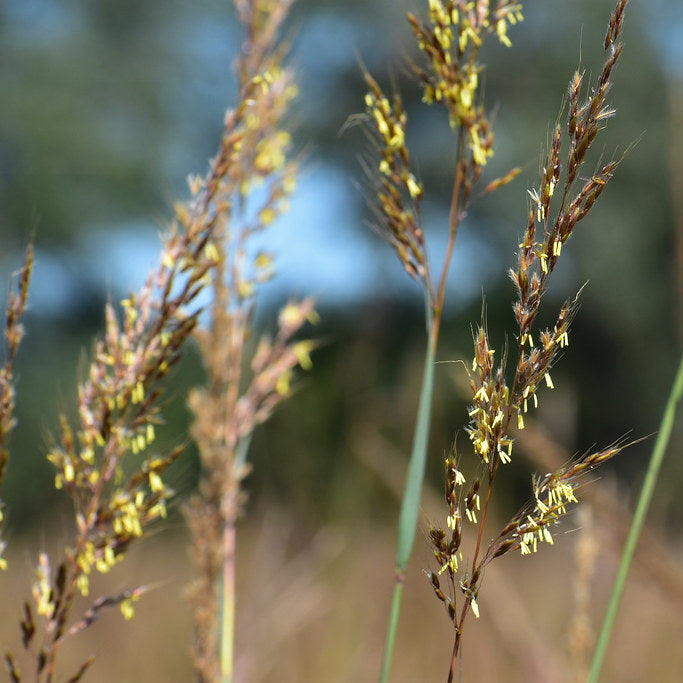 Indiangrass