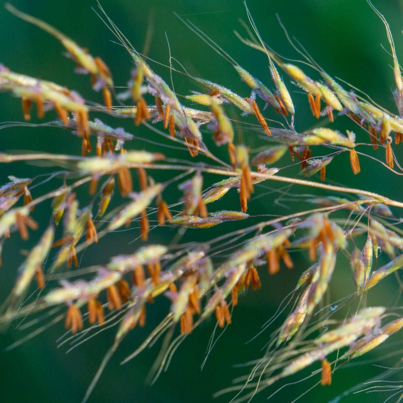 Indiangrass
