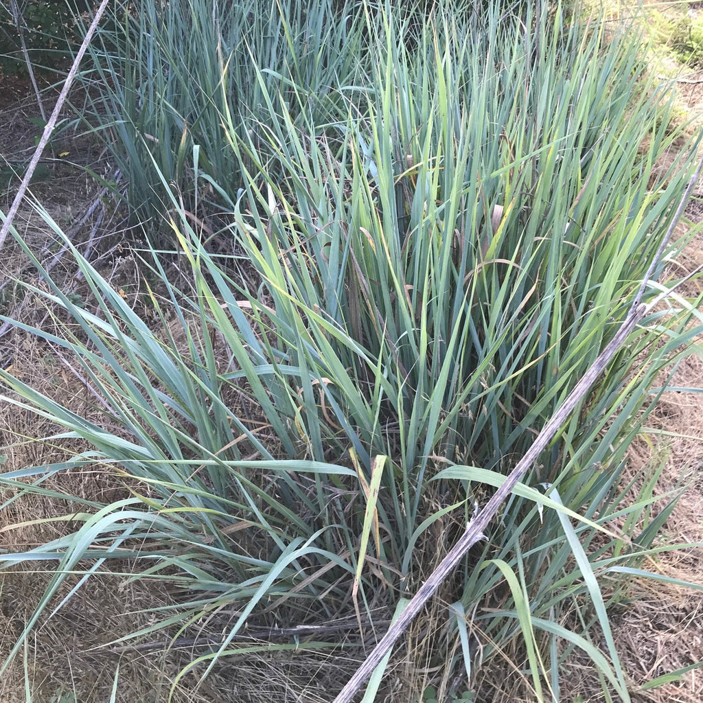 Indiangrass