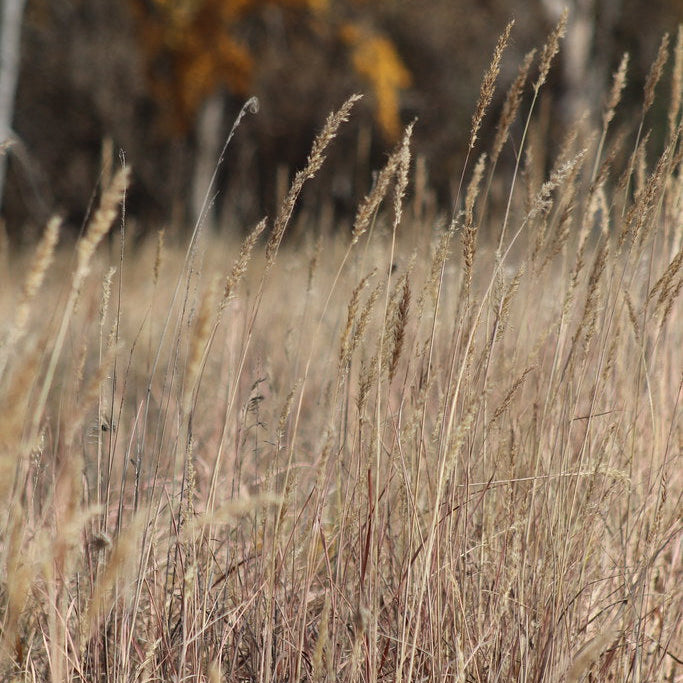 Indiangrass