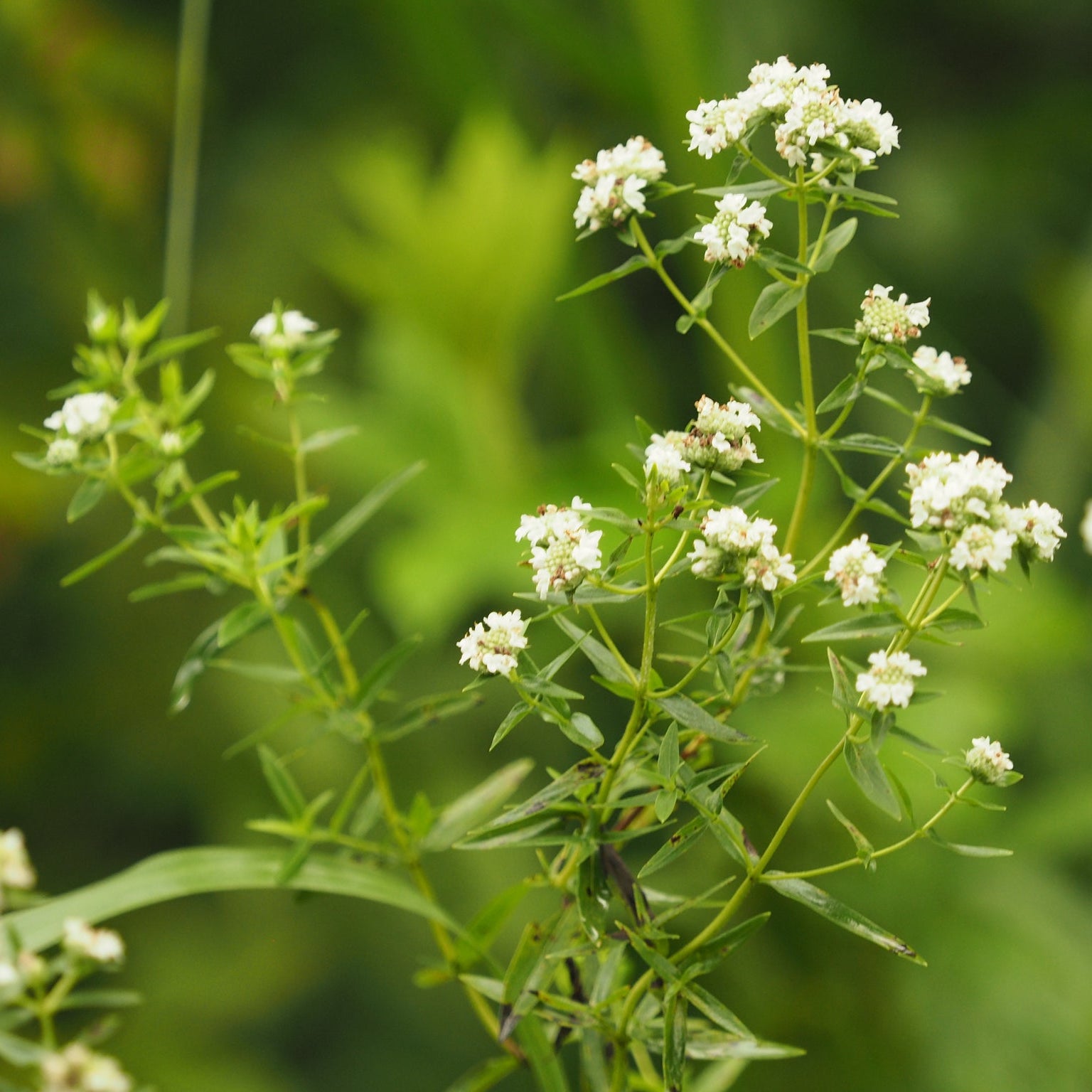Narrowleaf Mountain Mint