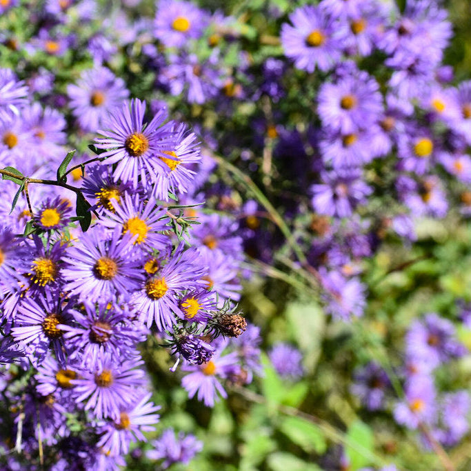 New England Aster— — 1 Quart