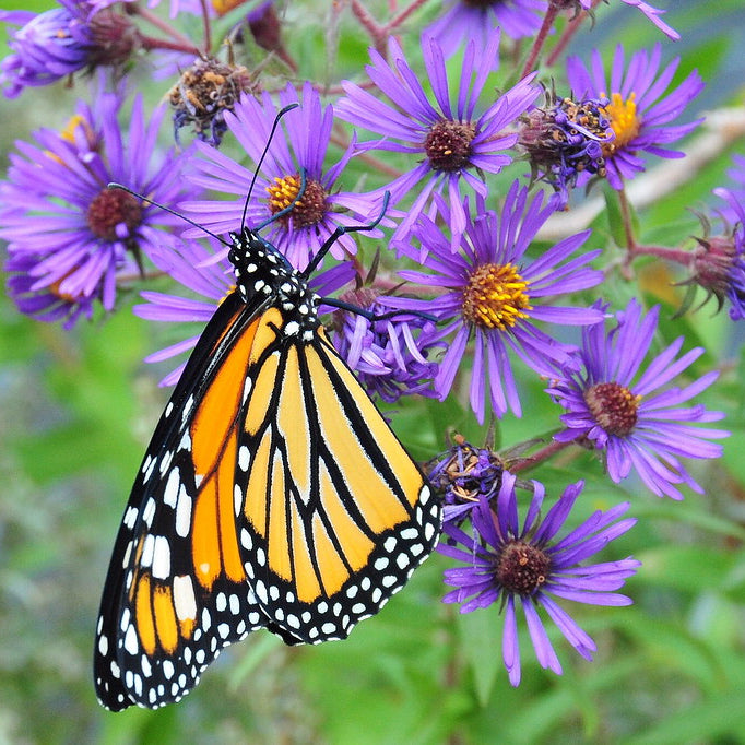 New England Aster— — 1 Quart