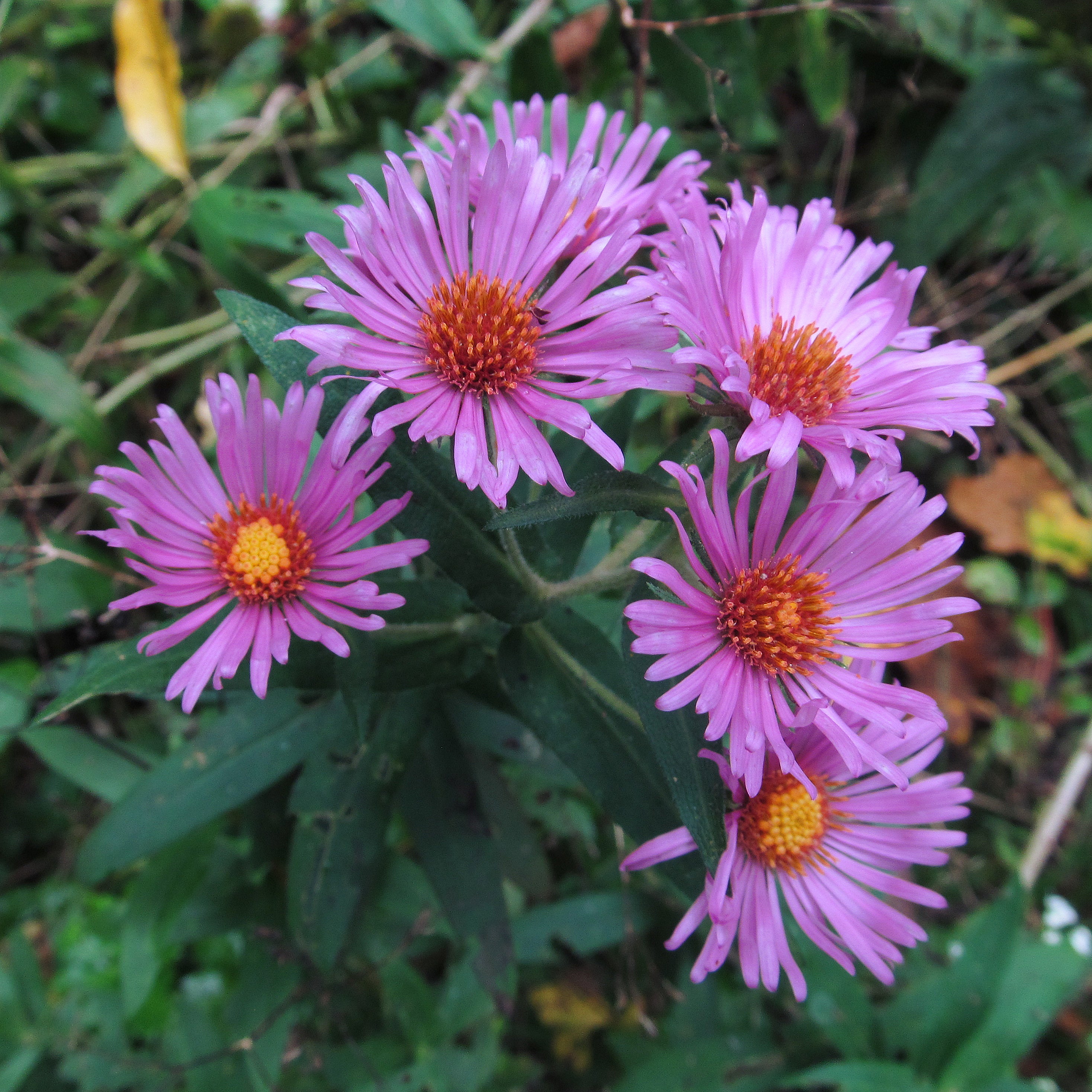 New England Aster— — 1 Quart