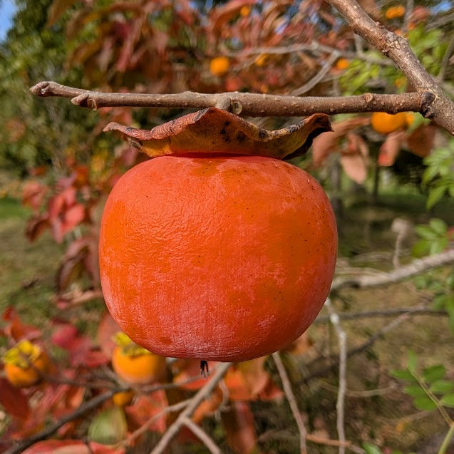 'Nikita's Gift' Seedling- American Persimmon Hybrid