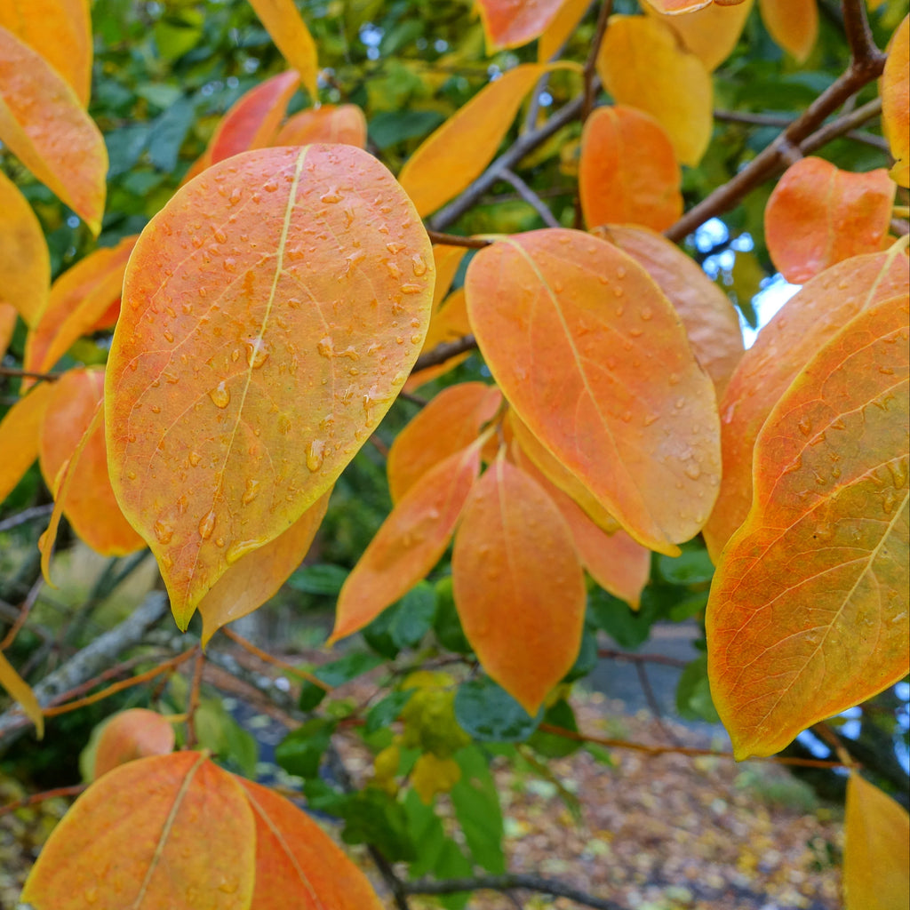'Nikita's Gift' Seedling- American Persimmon Hybrid