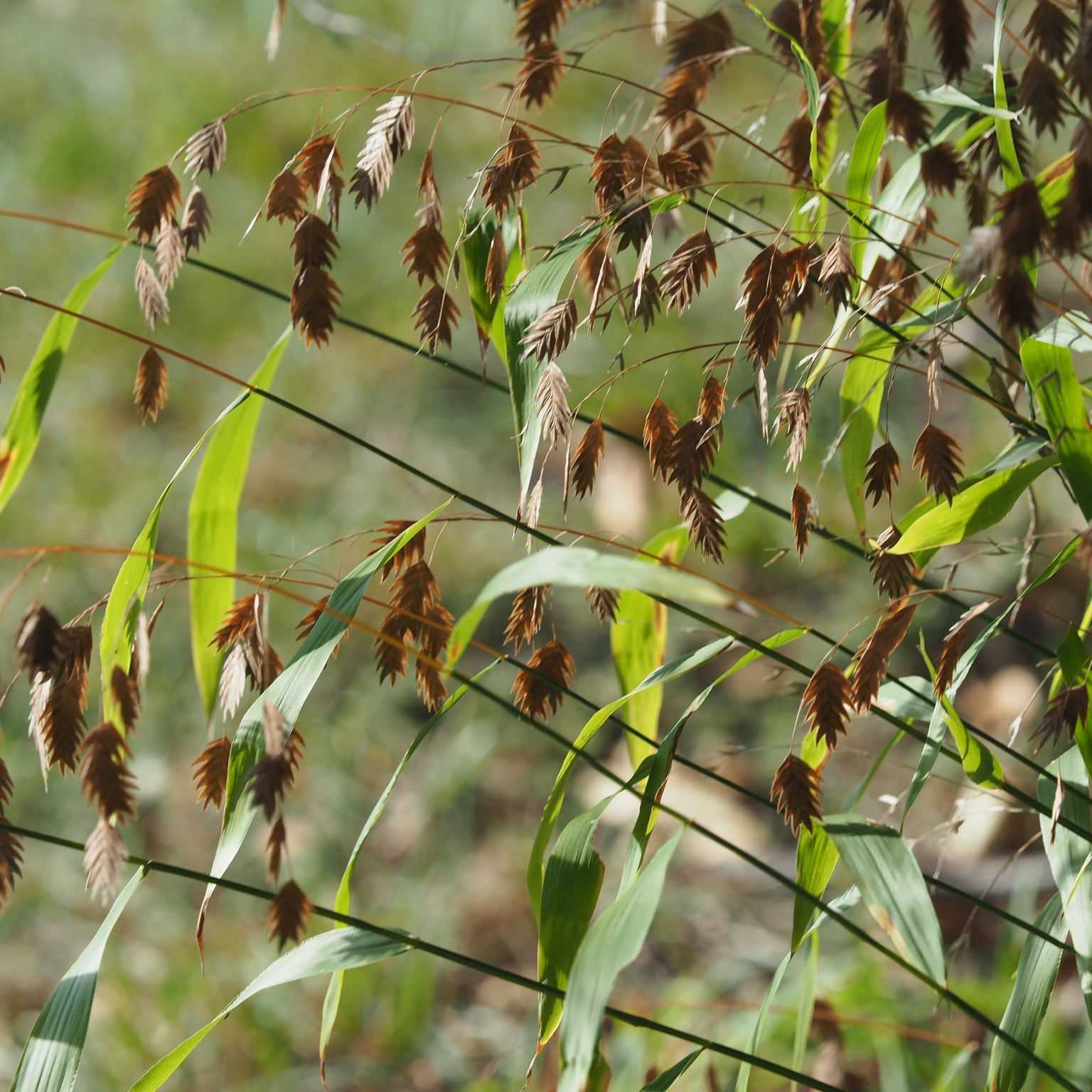 Northern Sea Oats