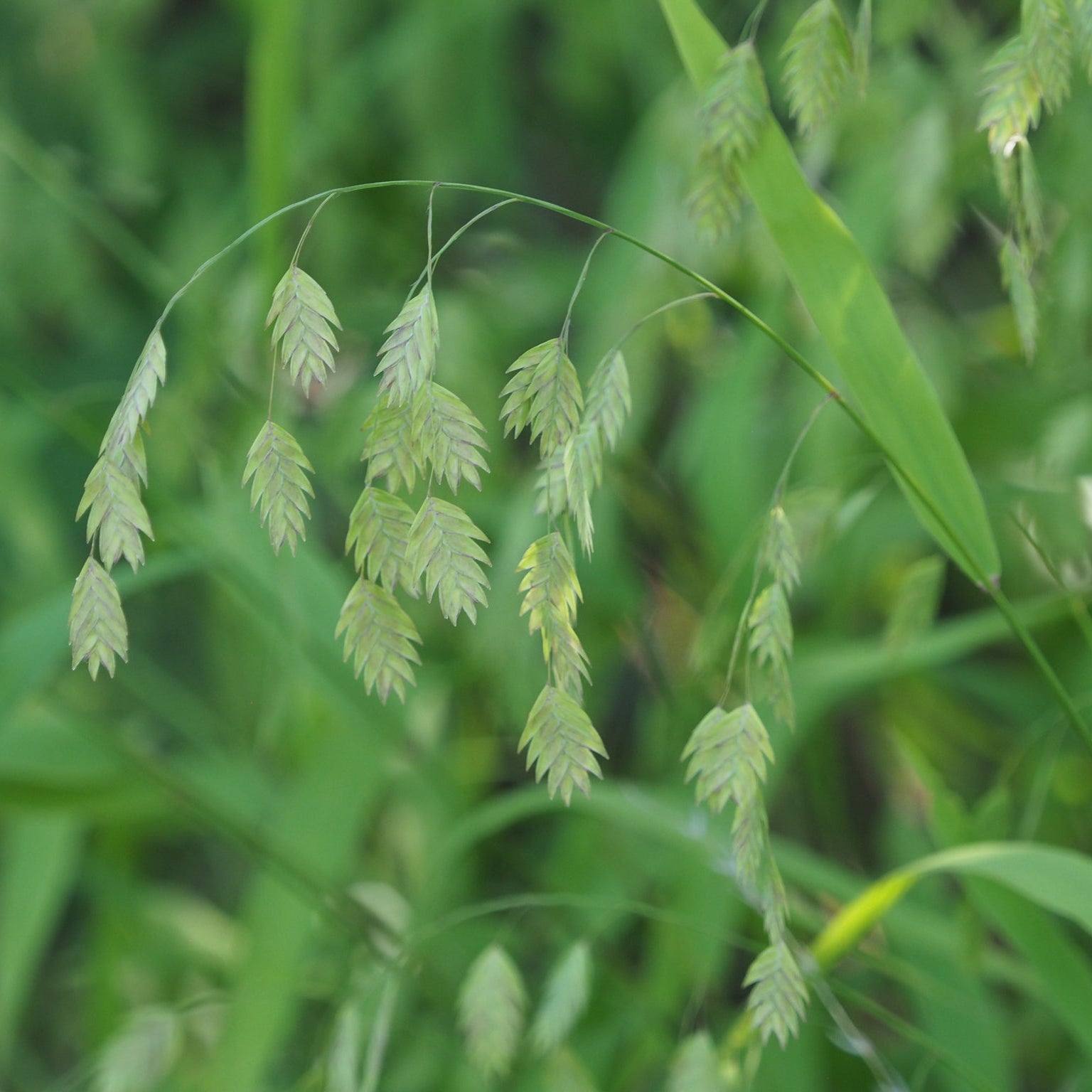 Northern Sea Oats