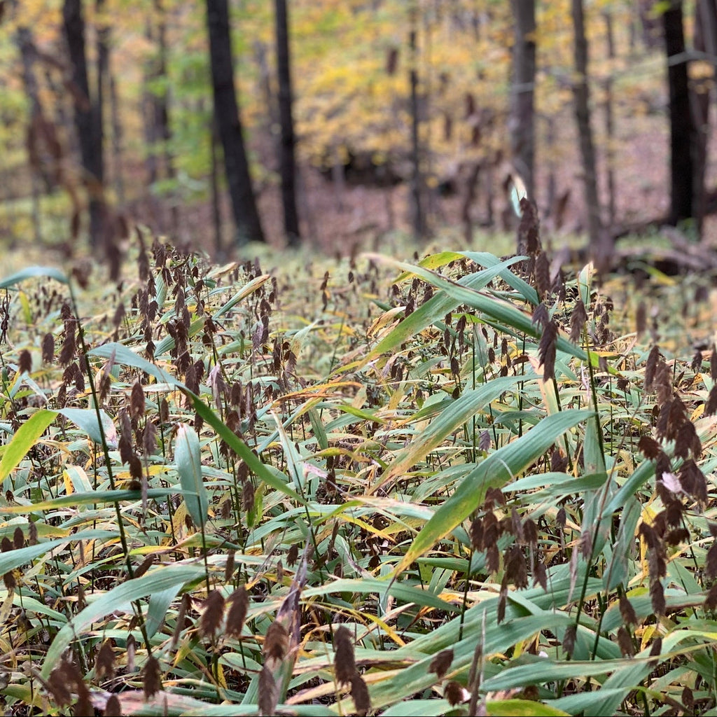 Northern Sea Oats