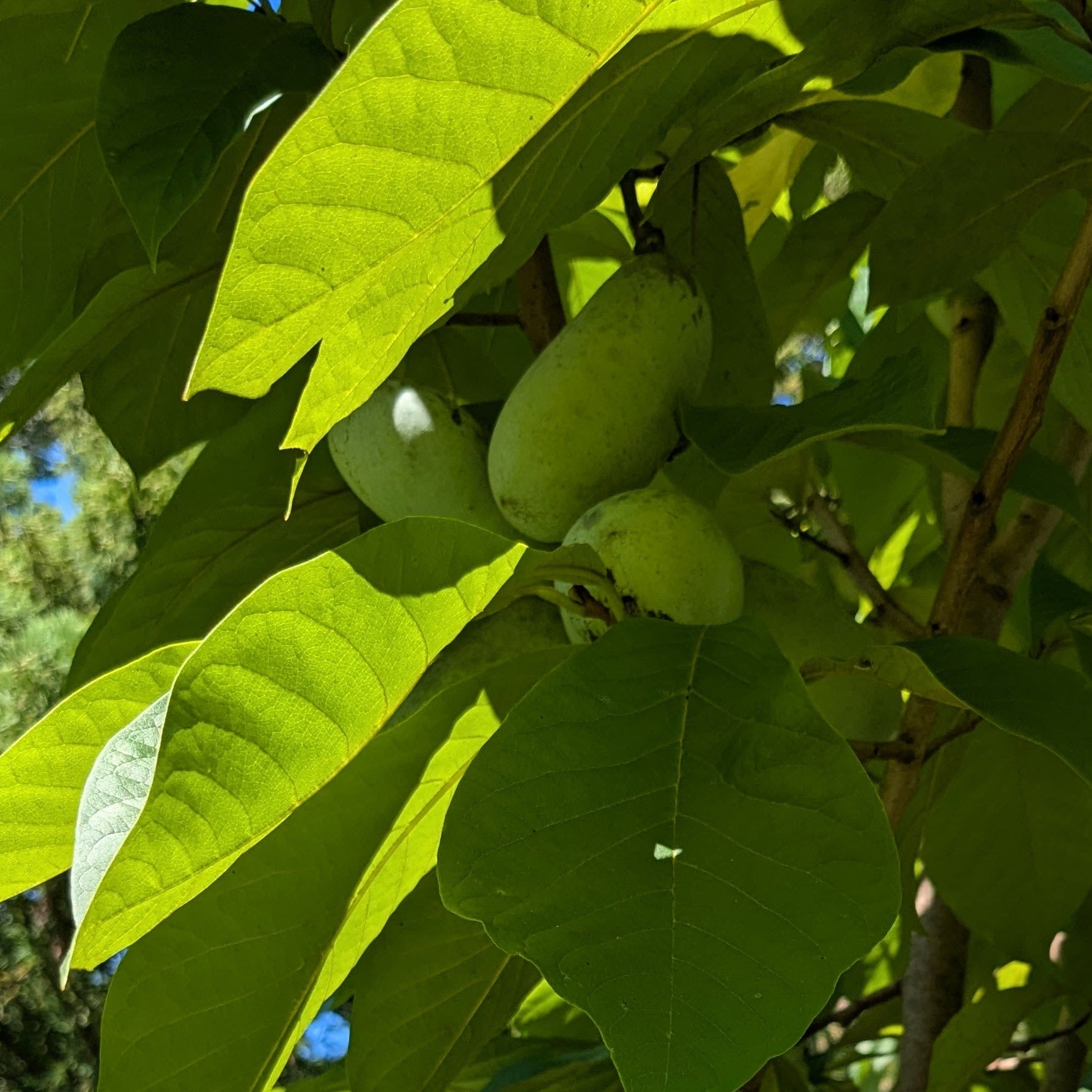 'Maria's Joy' Pawpaw