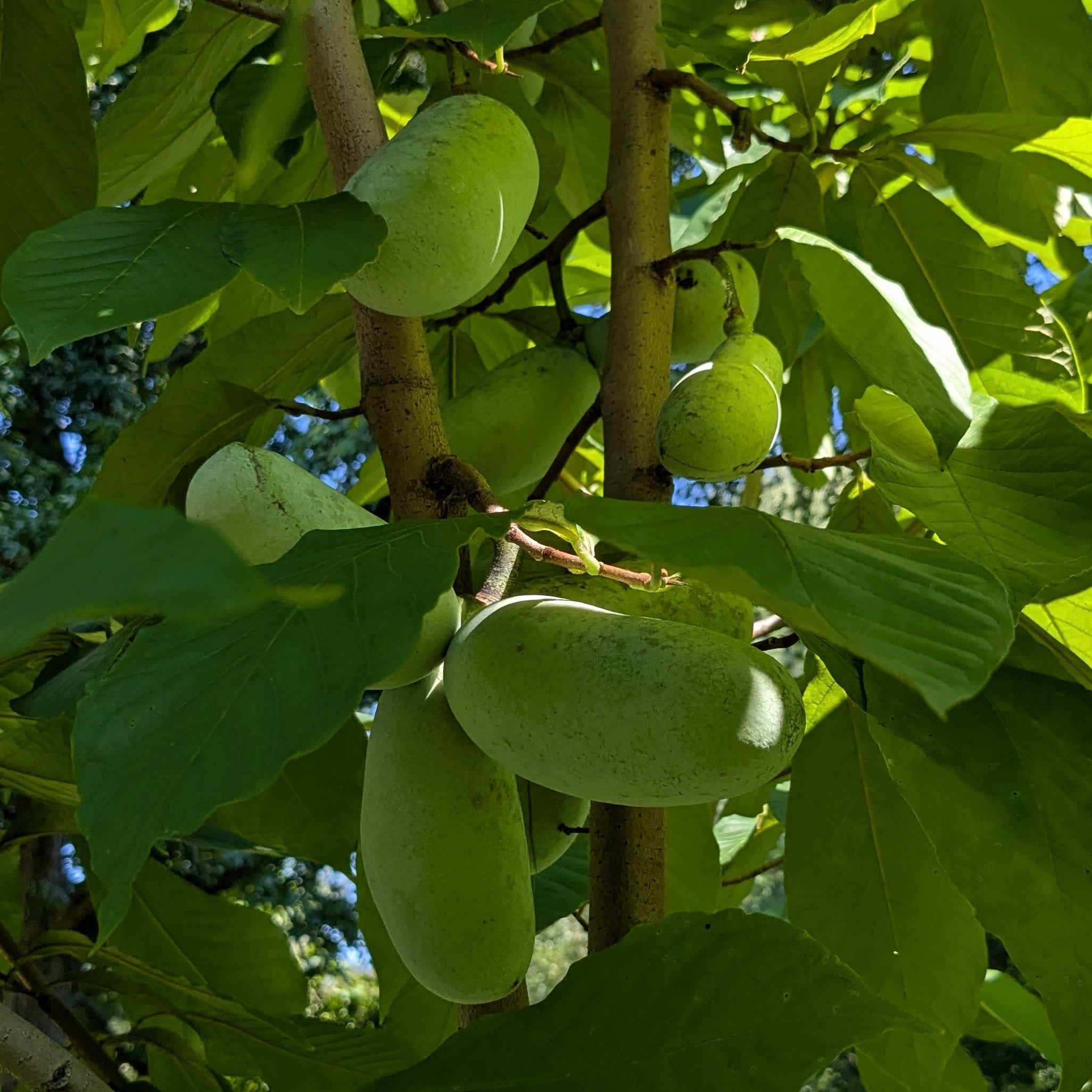 'Windstar' Pawpaw