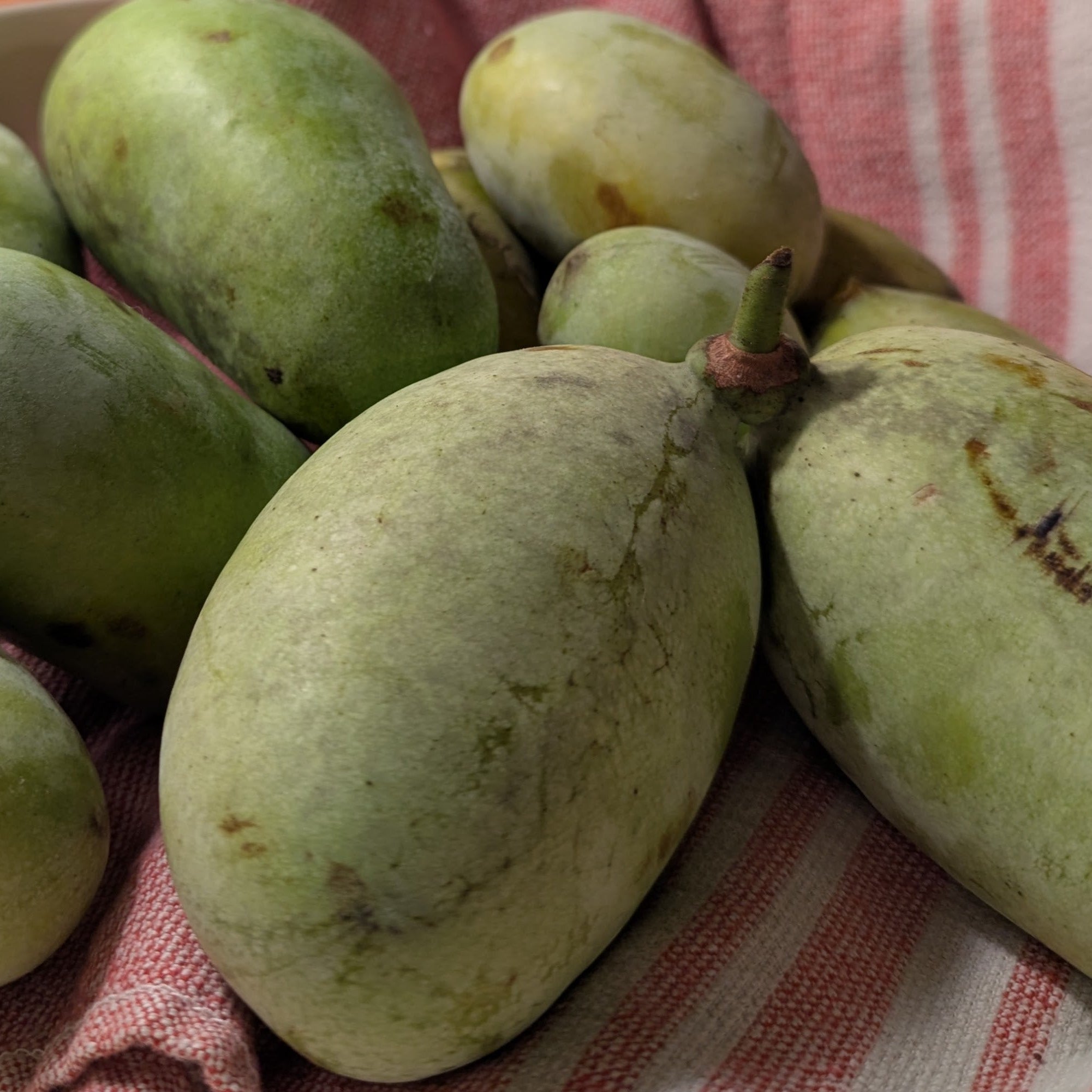 'Nyomi's Delicious' Pawpaw