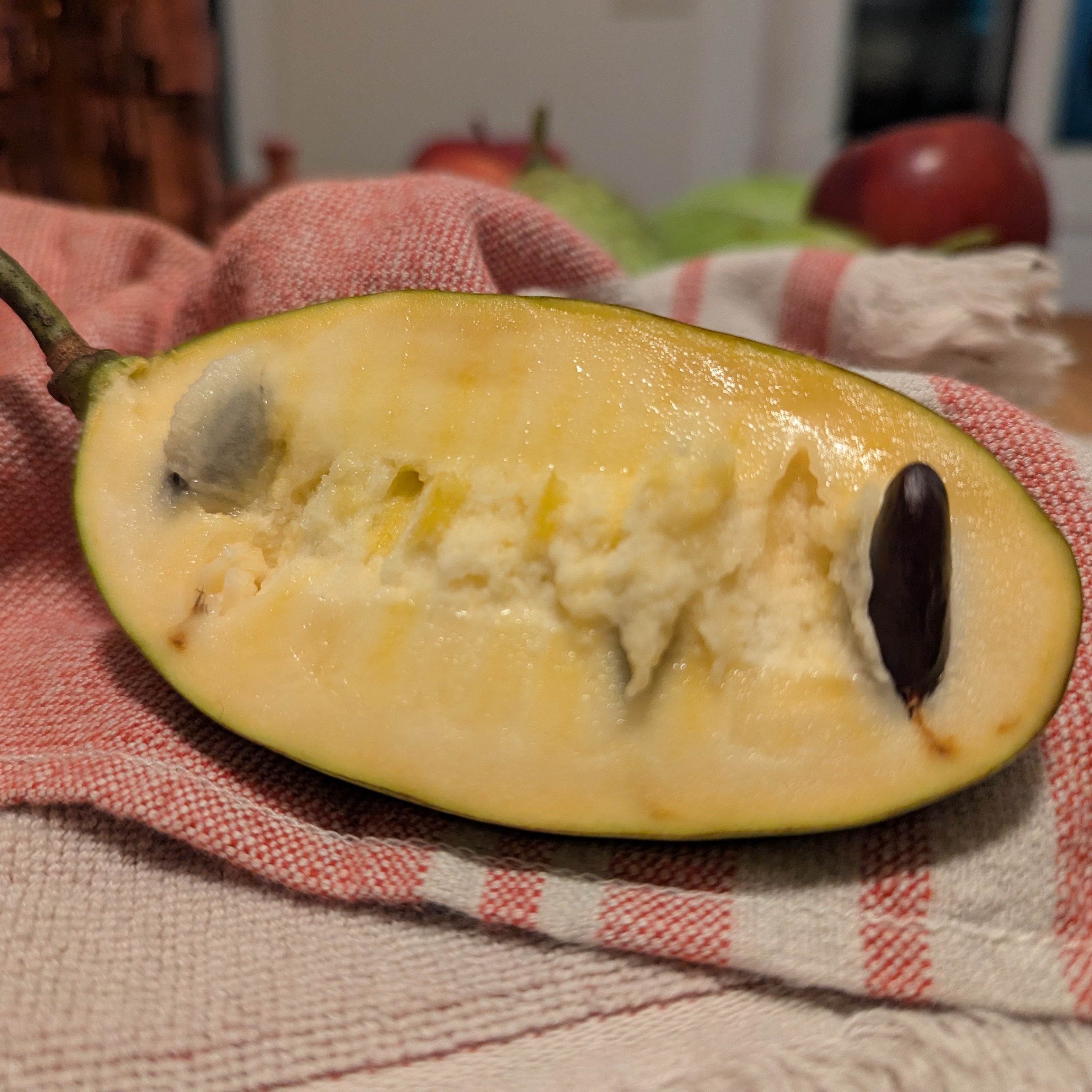 'Regulus' Pawpaw