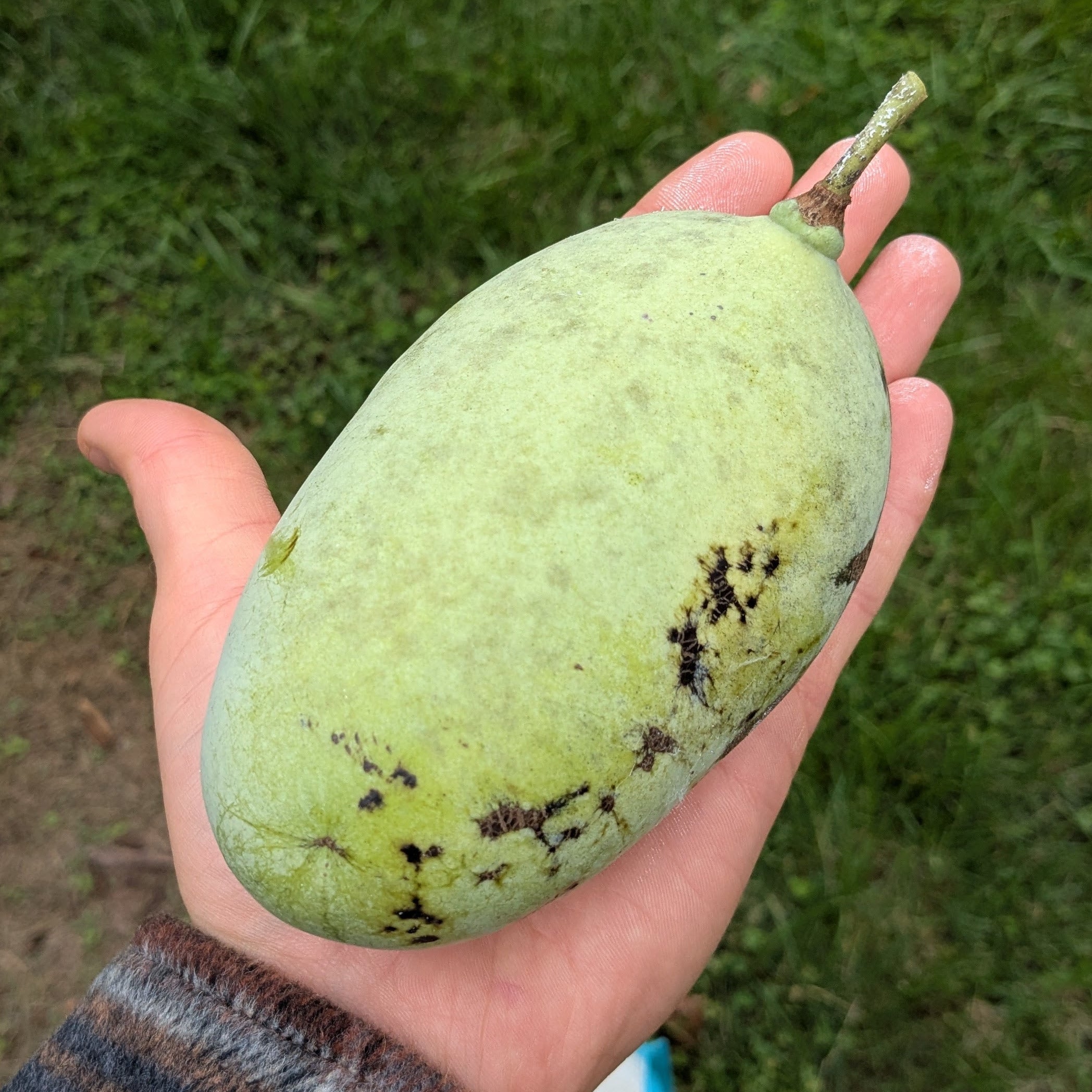 'Mammoth X' ('2-10' X 'Summer Delight') Pawpaw
