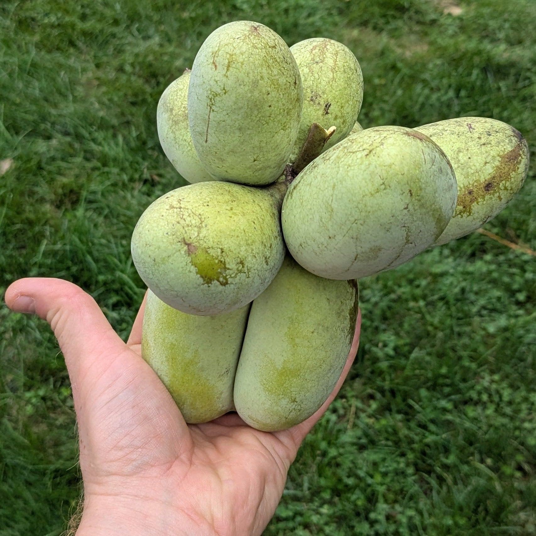 'Benny's Favorite' Pawpaw