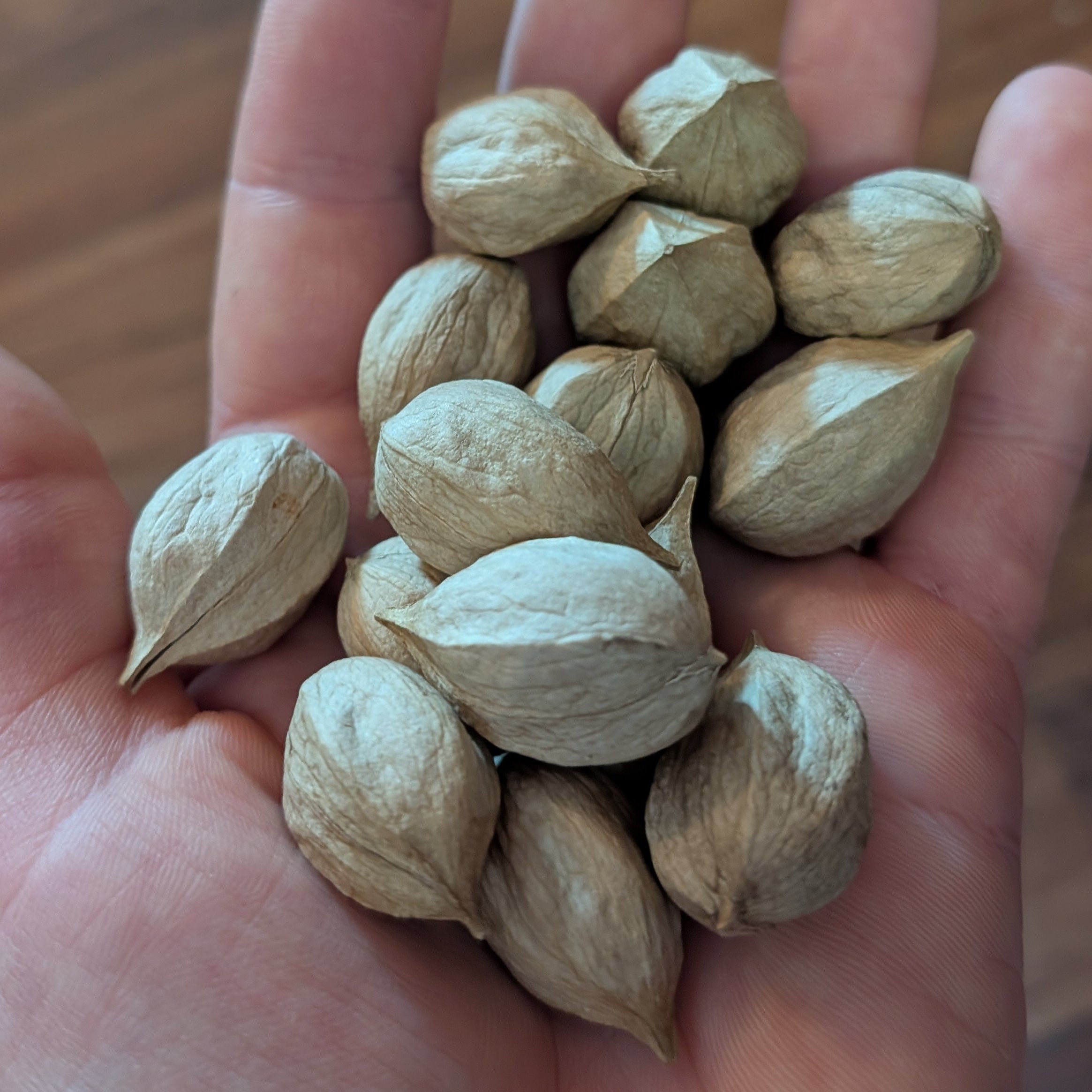 Shagbark Hickory Seedling