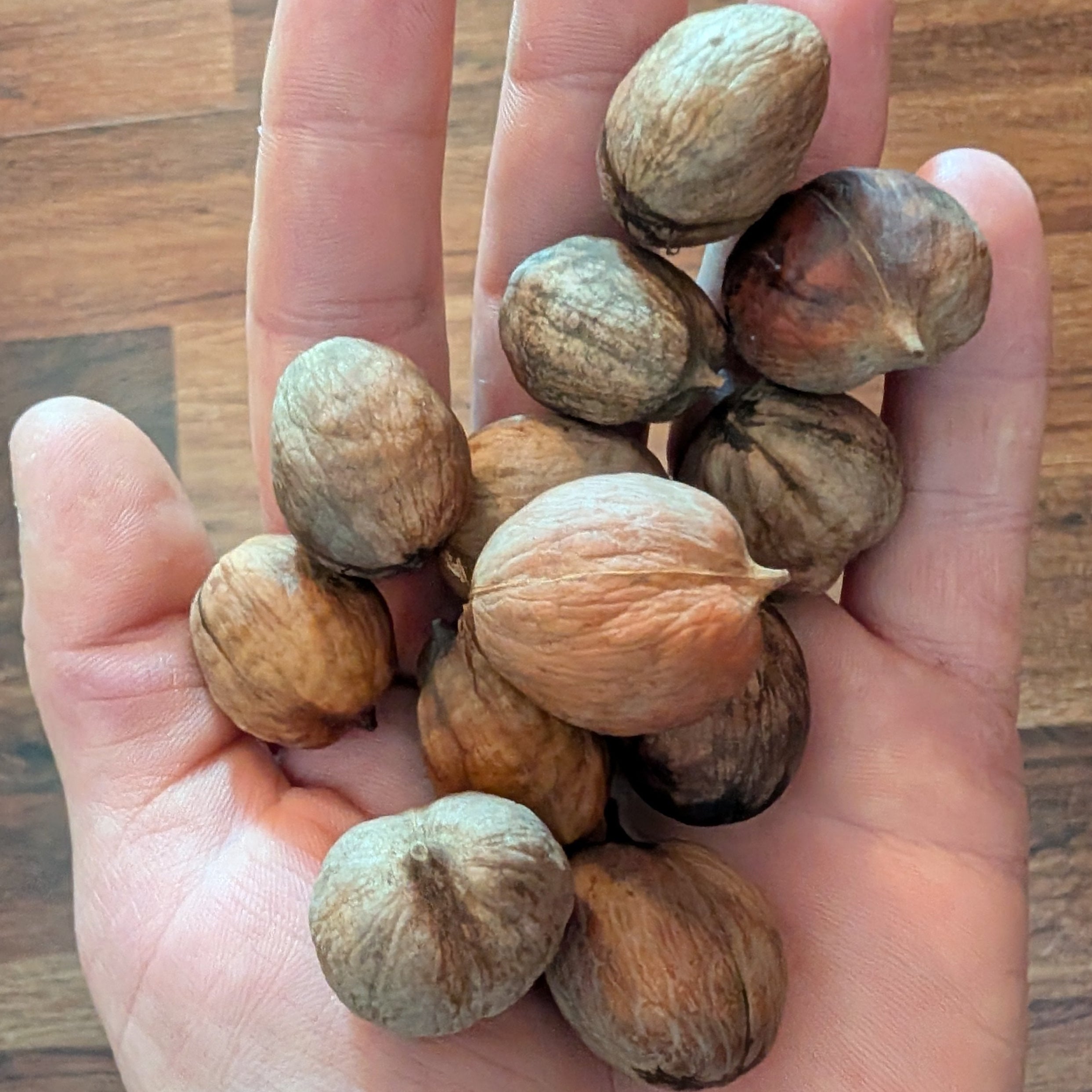 Yellowbud Hickory Seedling