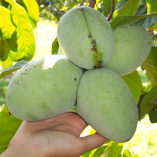 Peterson Pawpaws ®- 'Potomac' ®