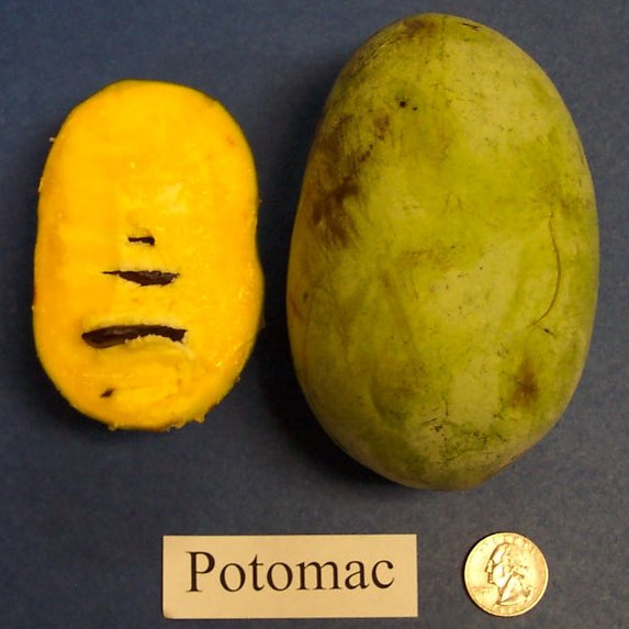 Peterson Pawpaws ®- 'Potomac' ®