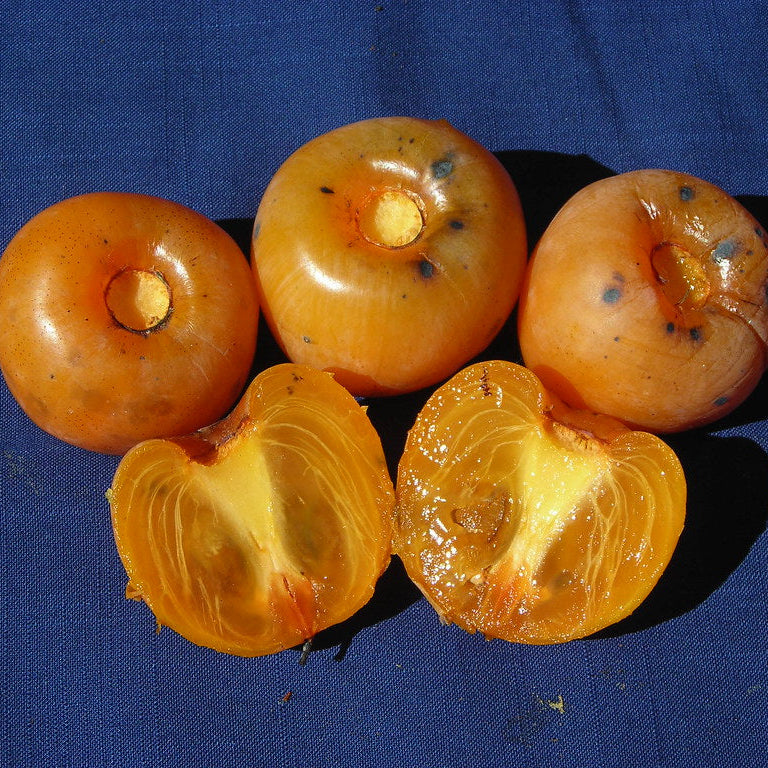 'Prok' American Persimmon