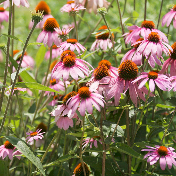 Purple Coneflower