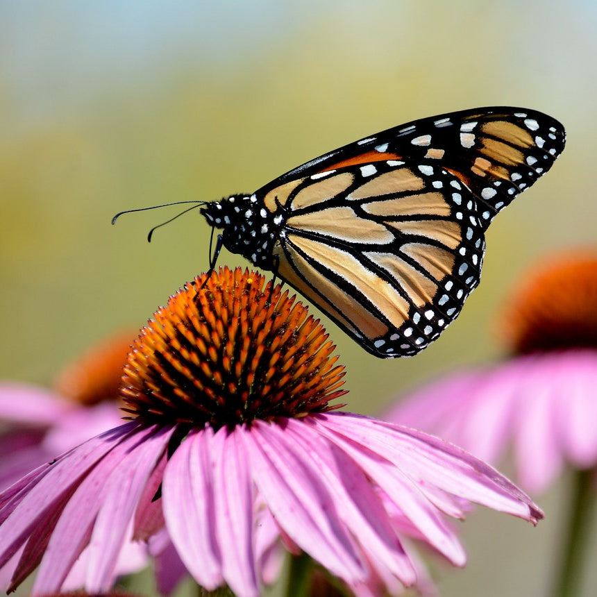 Purple Coneflower