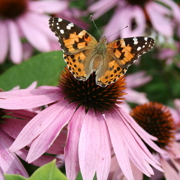 Purple Coneflower
