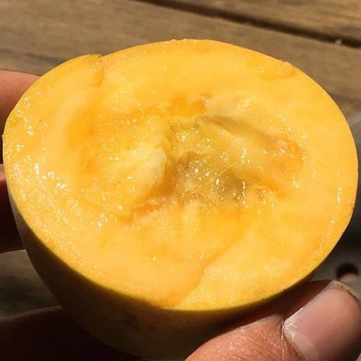 Peterson Pawpaws ®- 'Rappahannock' ®