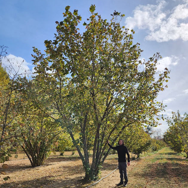 'Raritan' Hazelnut
