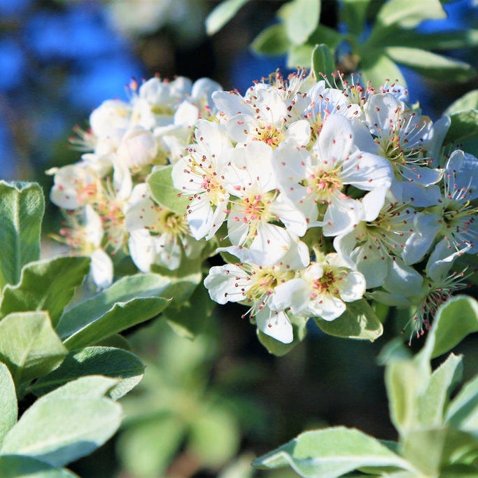 Red Chokeberry