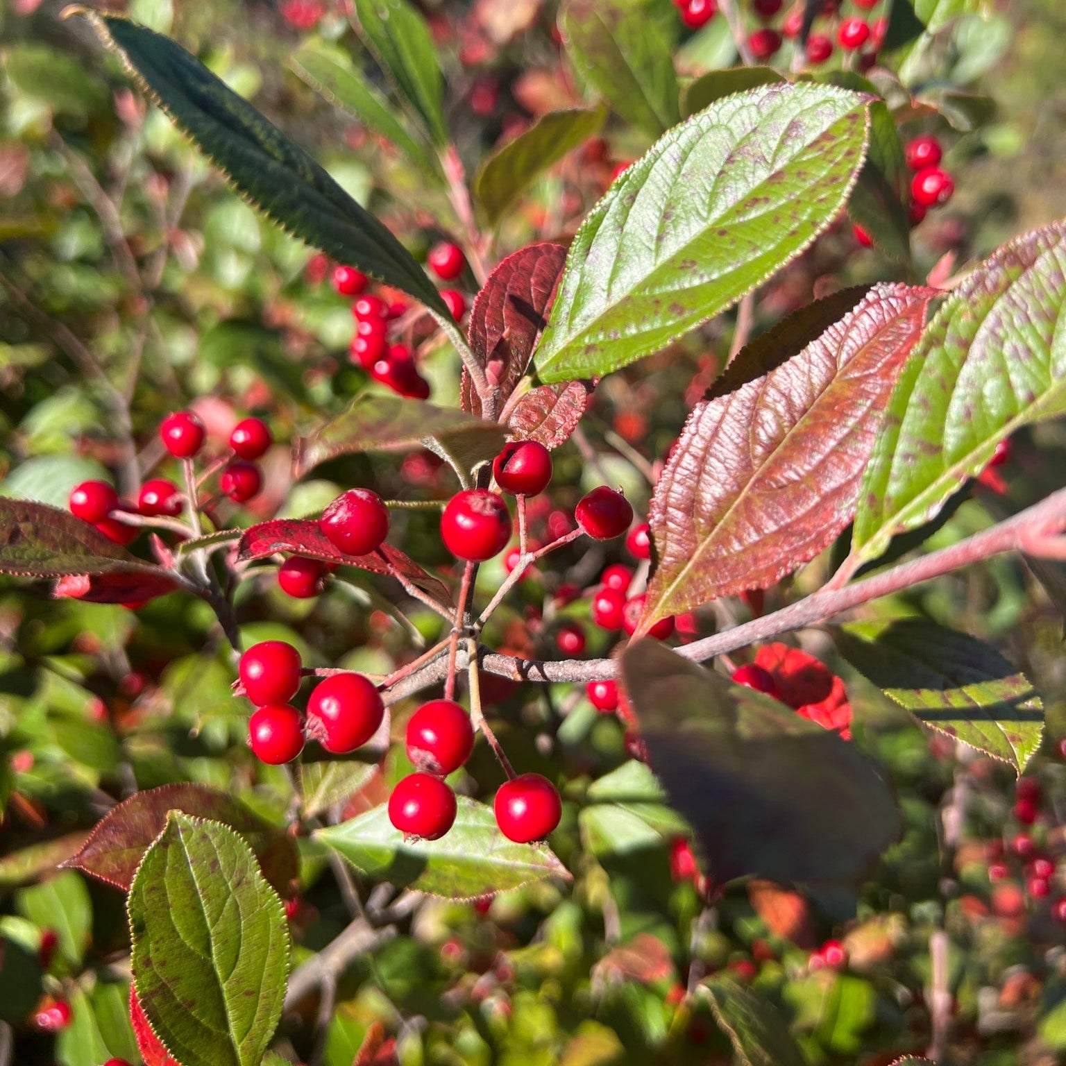 Red Chokeberry