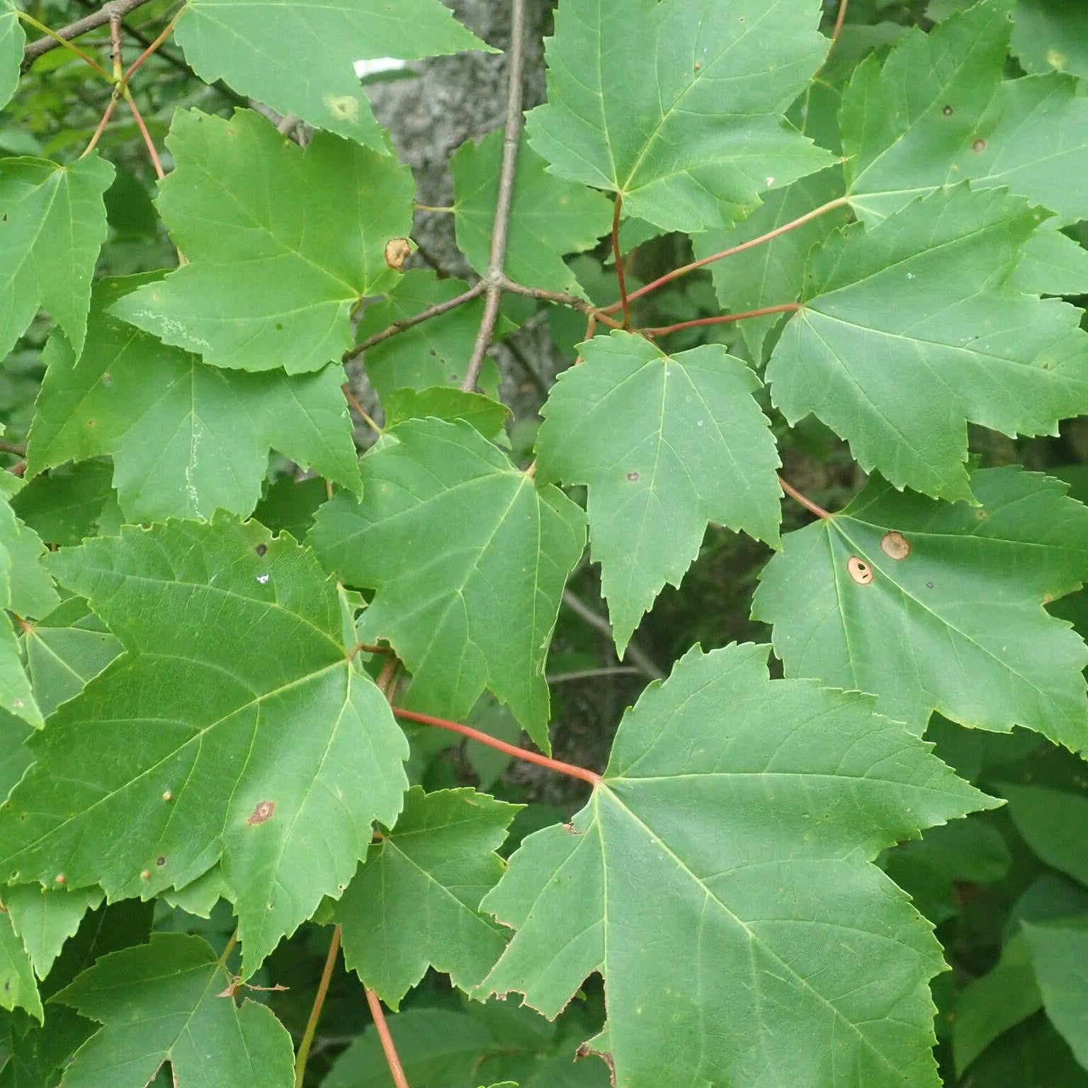 Red Maple
