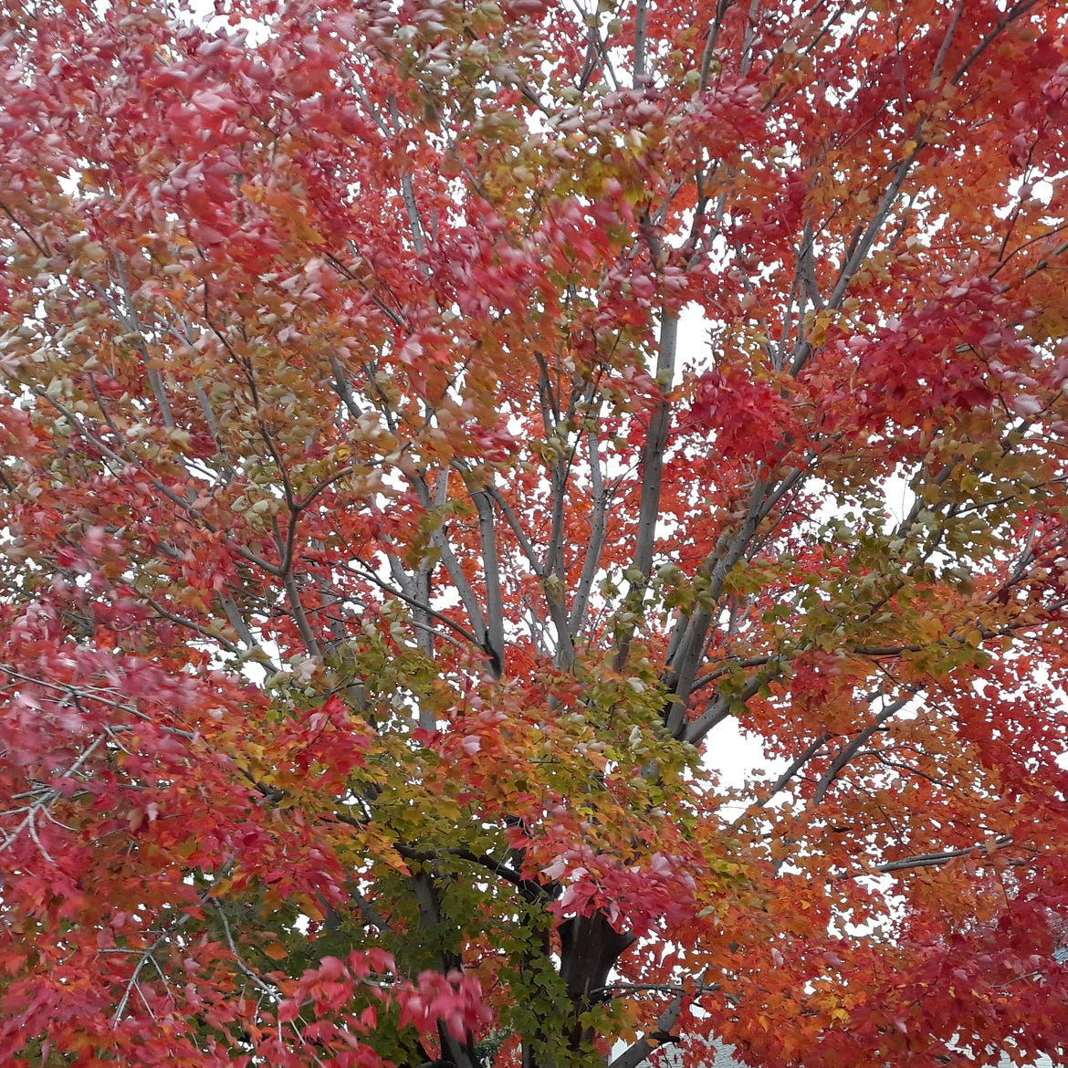 Red Maple