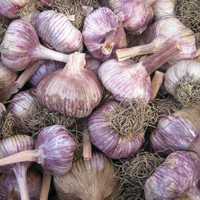 'Chesnok Red' Seed Garlic
