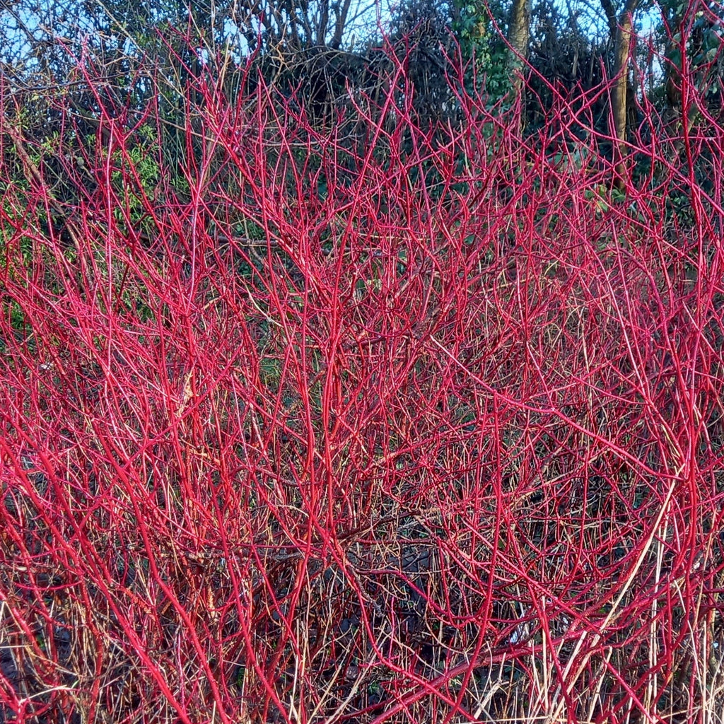 Red Twig Dogwood