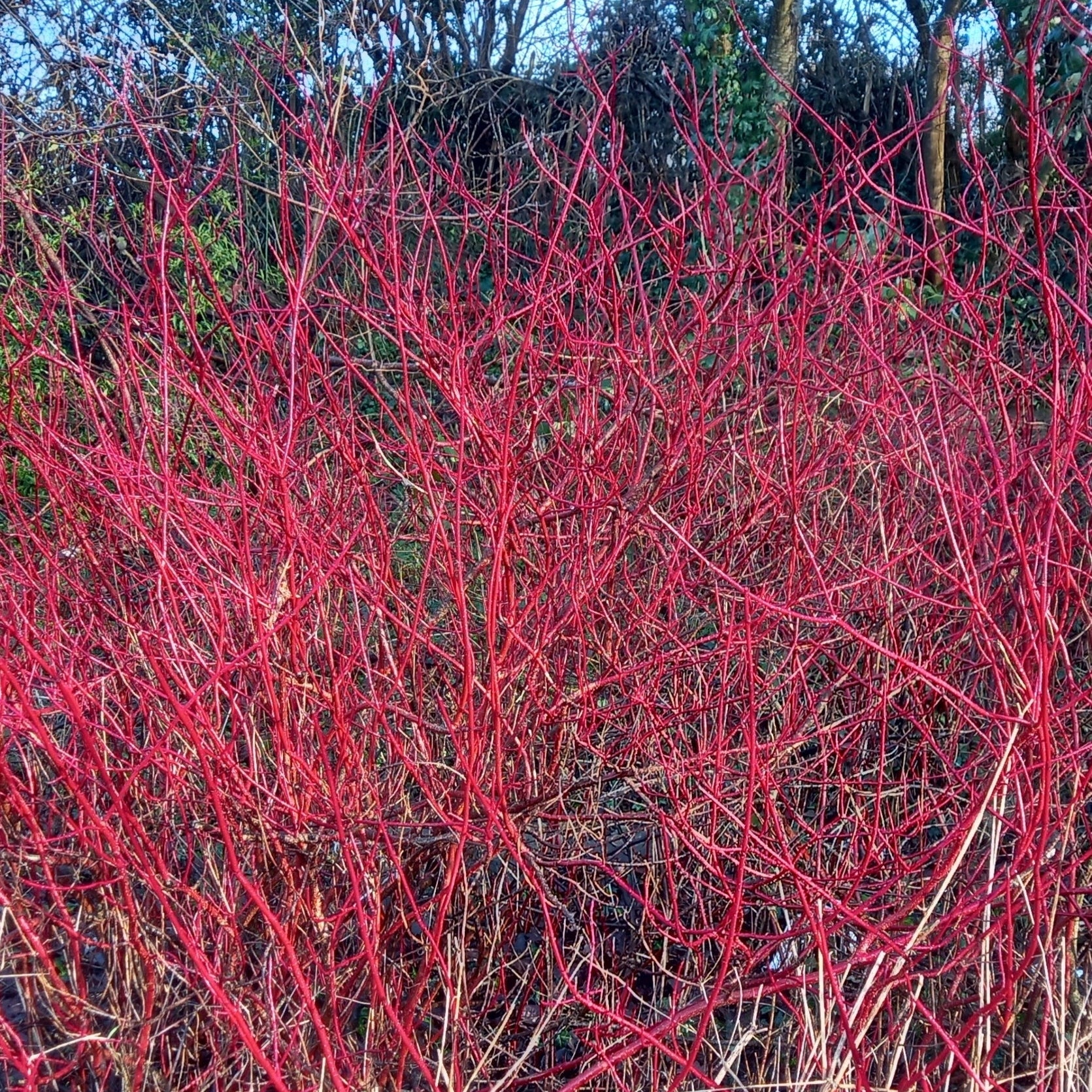 Red Twig Dogwood