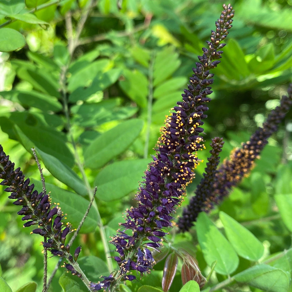 River Locust