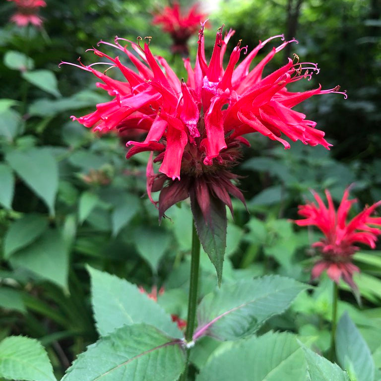Scarlet Beebalm— 1 Quart