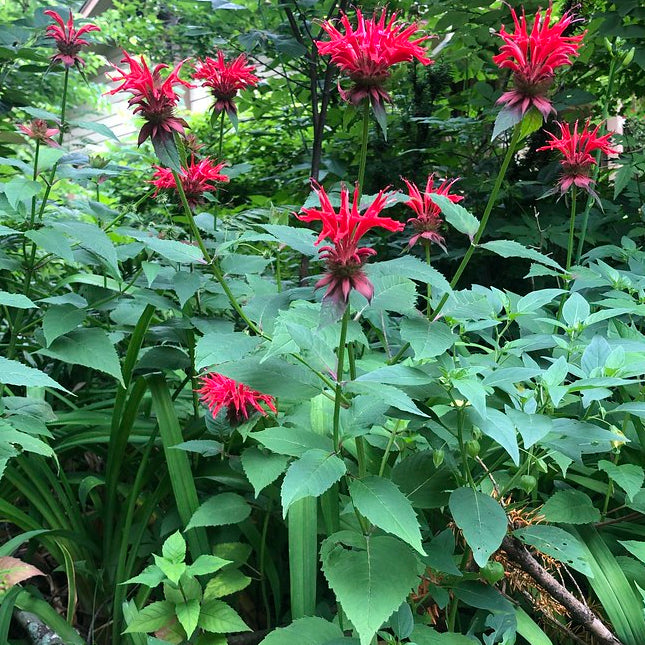 Scarlet Beebalm— 1 Quart