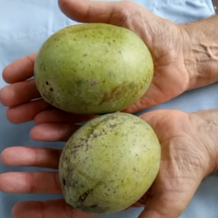 Peterson Pawpaws ®- 'Kanawha' ®