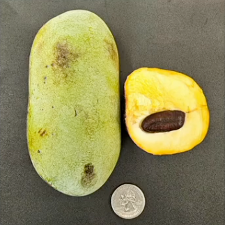 'KSU- Dunnigan' ™ Pawpaw