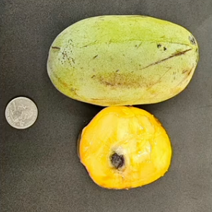 'KSU- Pomper's Choice' ™ Pawpaw