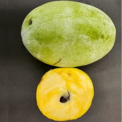 'KSU- Chappell' ™ Pawpaw